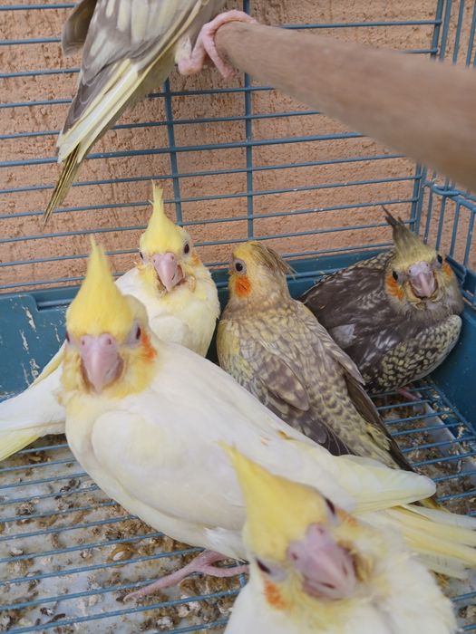 Vând puișori de nimfa de toate vârstele