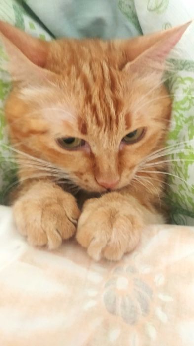 Срочно рыжее солнышко ищет дом