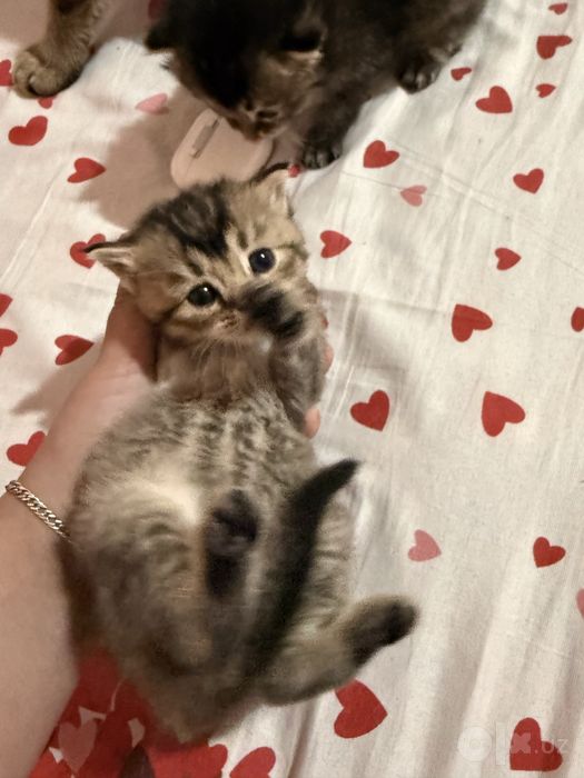Котёнки Chinchilla