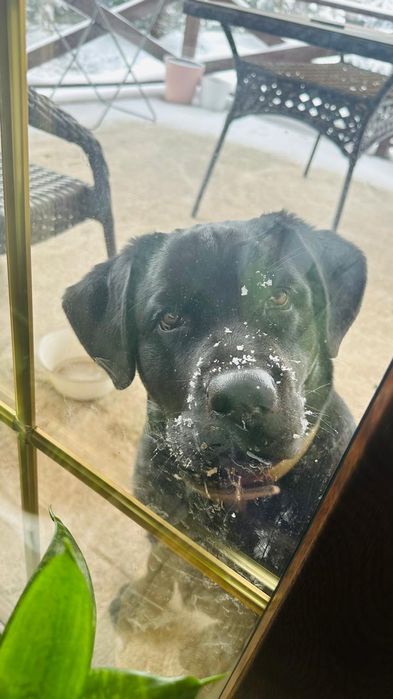 Отдаем щенков помесь лабрадора и ротвеллера