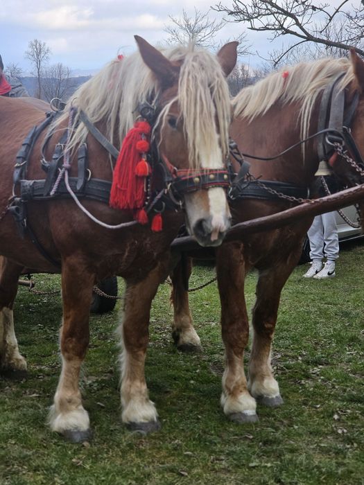 Vând o pereche de iepe!