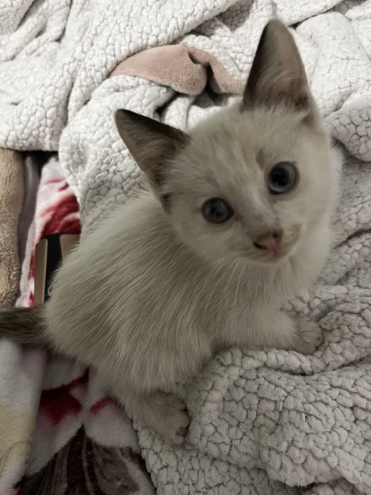 котята 2 месяца
