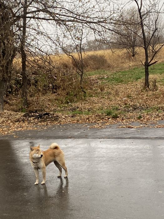 Вязка кабеля шибы Ину