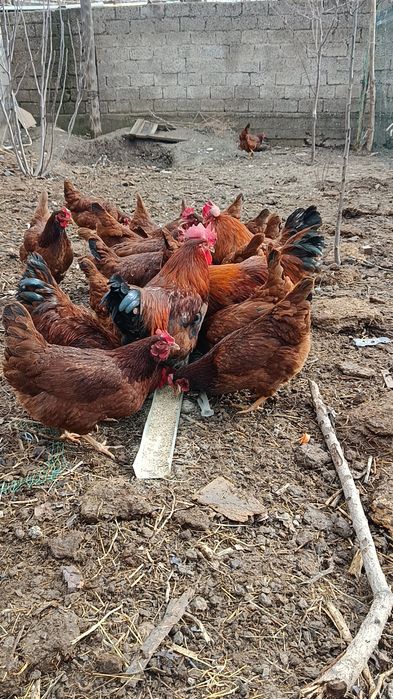 Корея Хан ҳеяп товуқ ва хўроз