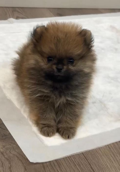 Шпицы соболинные