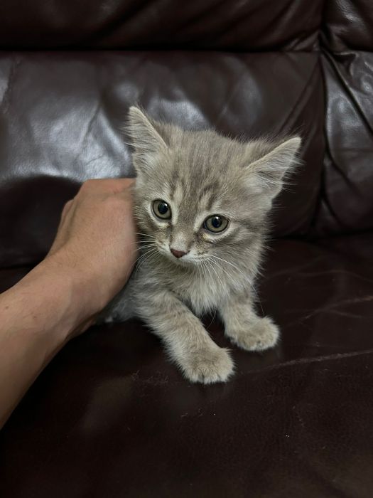 Котенок в поиске дома