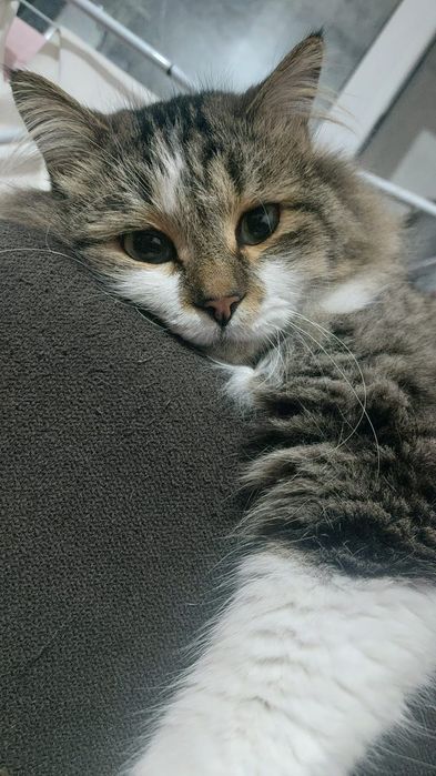 Потерялся кот  в районе Орбита