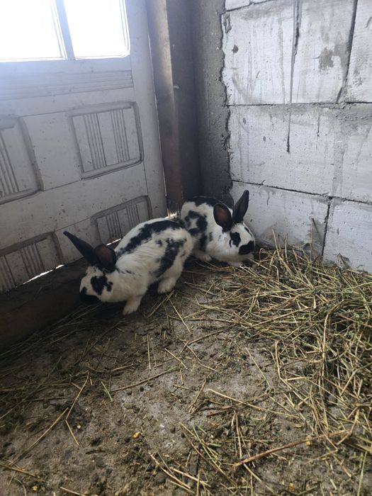 Iepuri fluture german