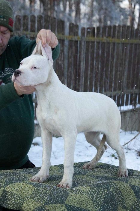 Dog Argentinian 4 luni