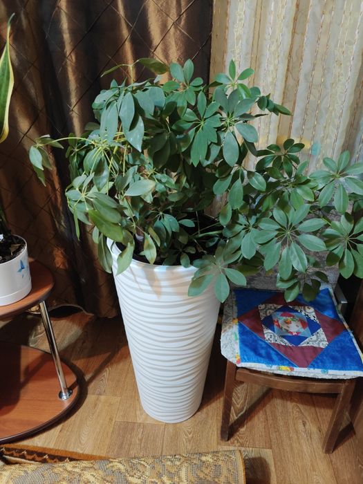 Растение шефлера