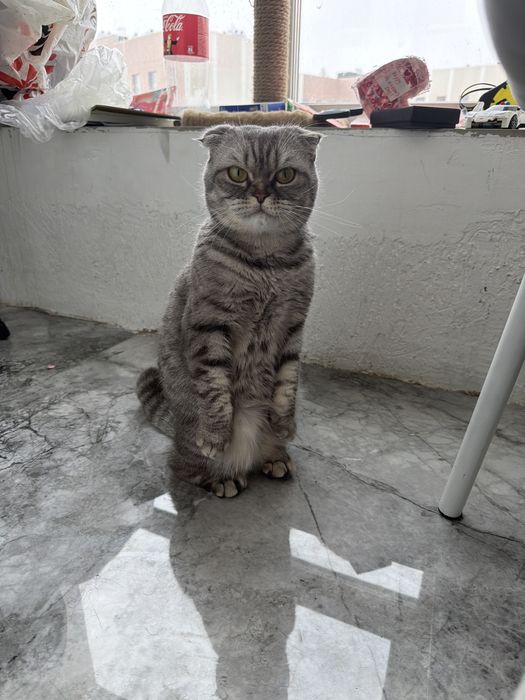 Продам в хорошие руки кошечку