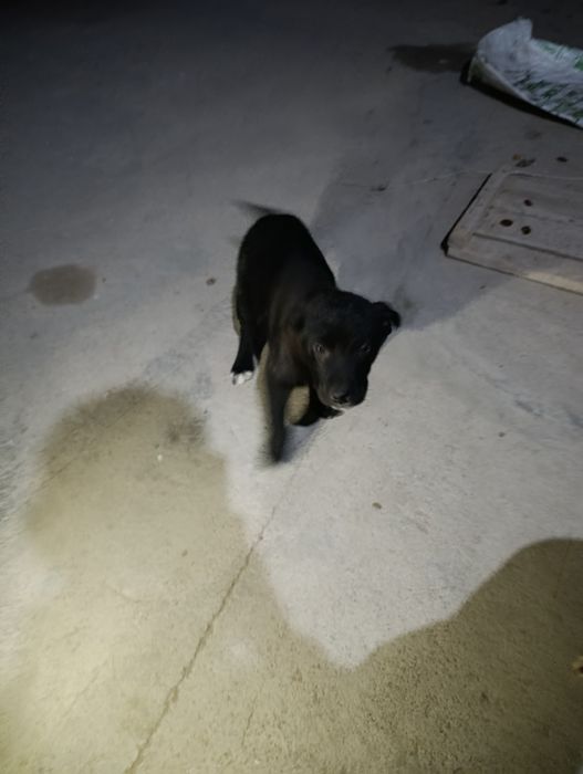 Отдам даром щенков в хорошие руки