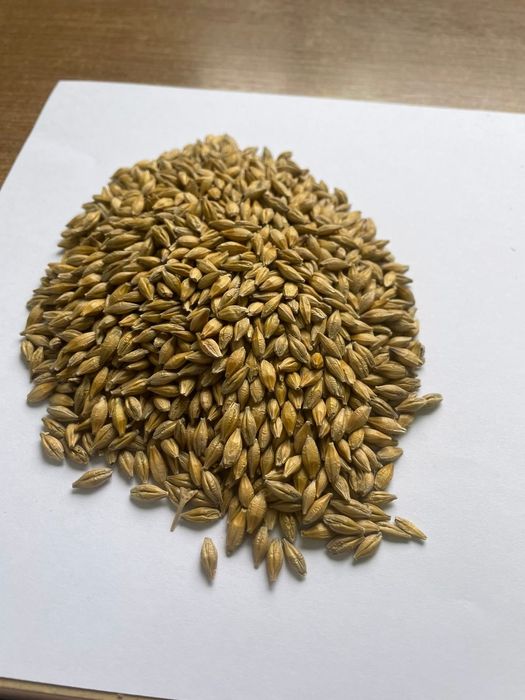 Пшеница!Платный чат!Все корма.