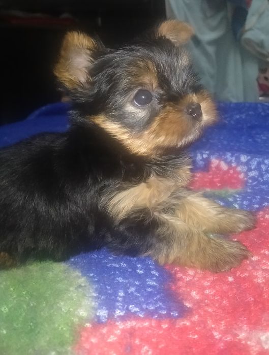 Йоркширский терьер