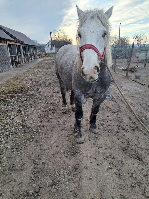Vand iapa de 4 ani foarte buna la caruta