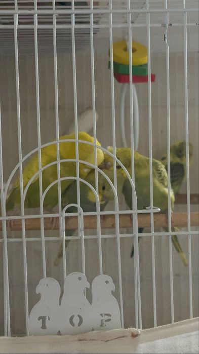 Popugay/ Попугай Спенгл/ Волнистый попугай/Spengl