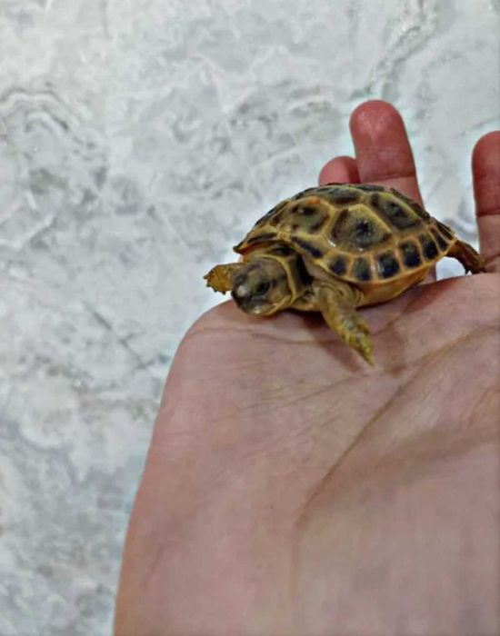 Toshbaqa sotiladi!(Продается черепашки!)