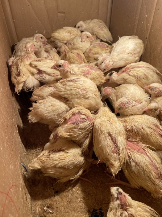 Бедана, Белый Гигант Перепелята