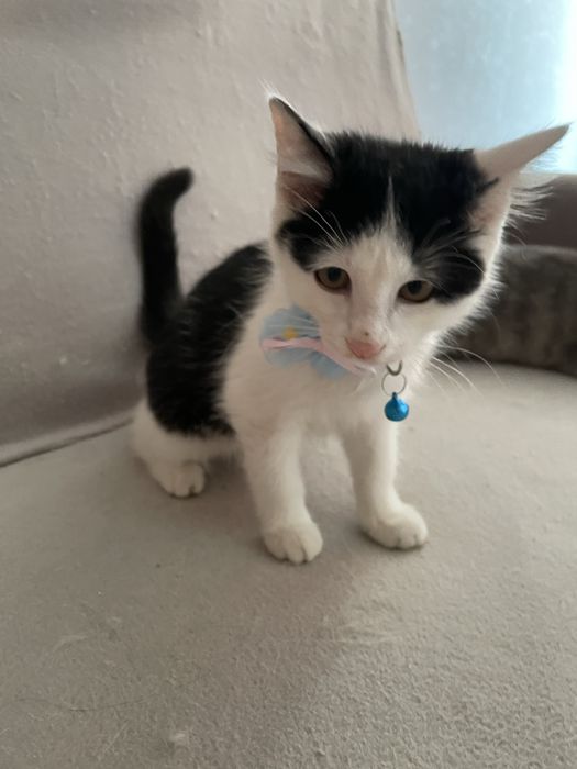 Котенок ищет дом