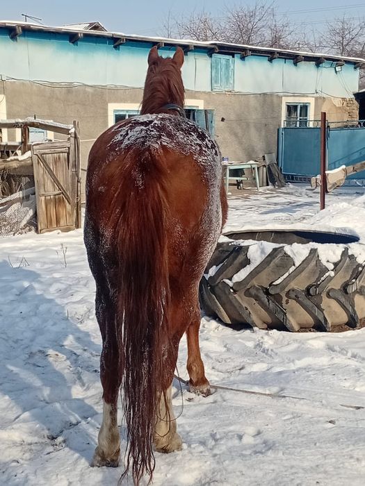 Жеребец дончак крупный