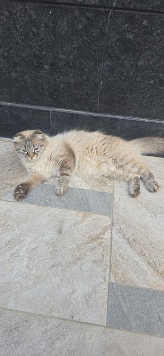 Ona Bola mushuklar sotiladi