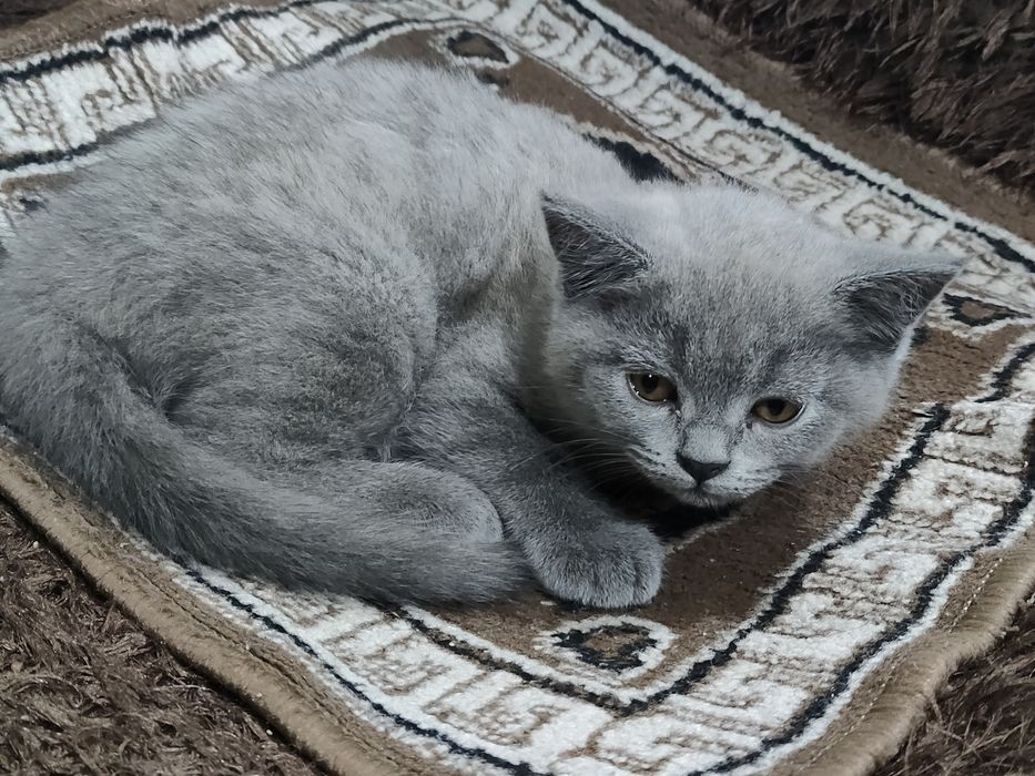 котята скоттиш страйт