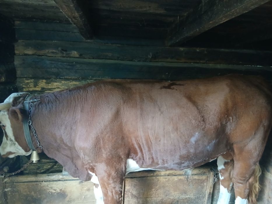 Vând taur baltat