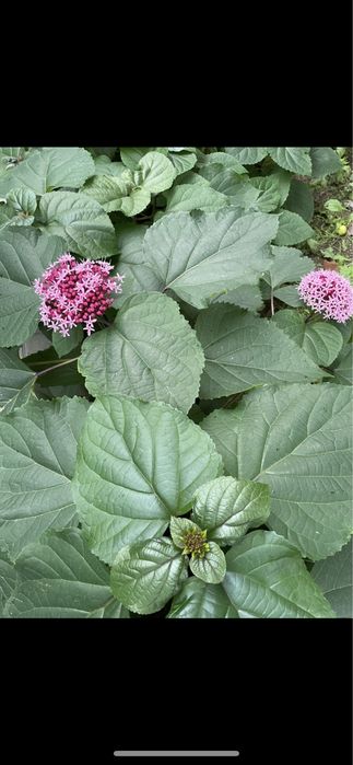 Гортензия Цветы Клеродендрум Бунге