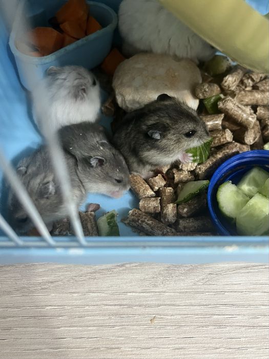 Хомяки джунгарские