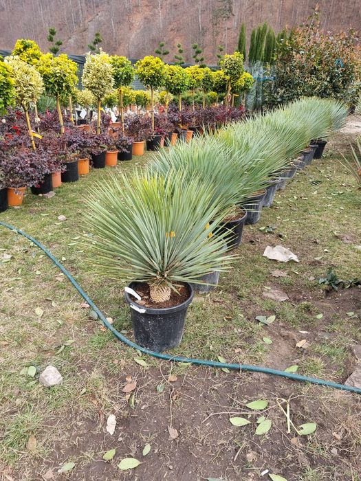 Yucca rostrata albastră