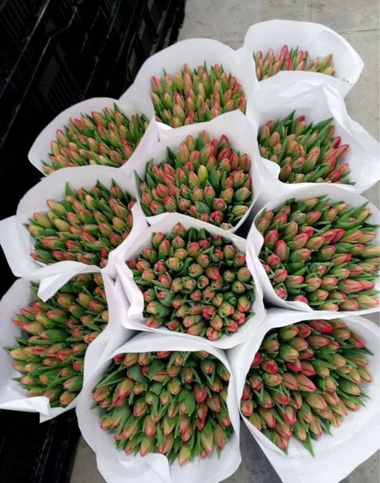 Тбюльпаны местные  Голландия