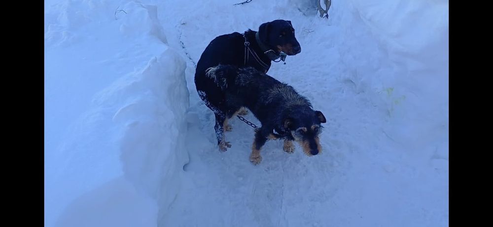 Продам щенков Ягдтерьер