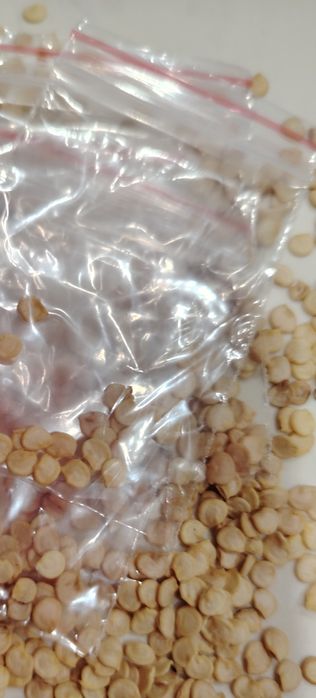 Продам семена перца