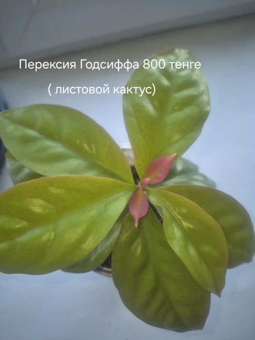 Комнате растения