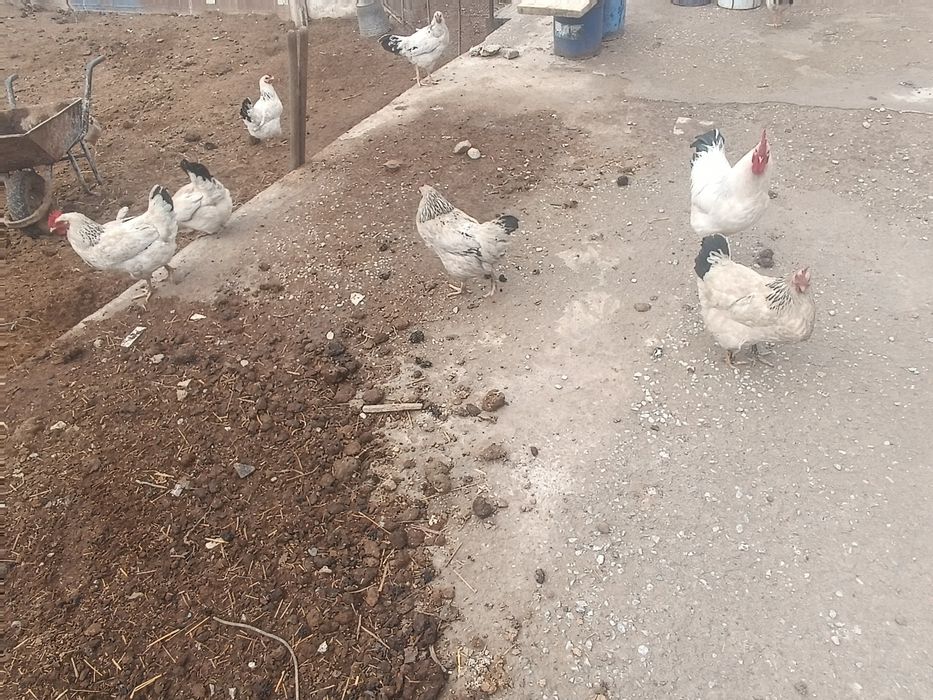 Адлер тауык кораздар