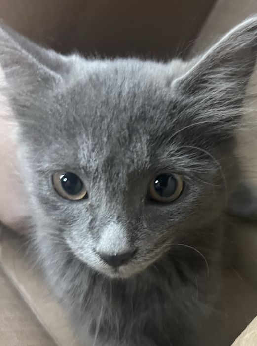 Mushuk toza uy mushugi