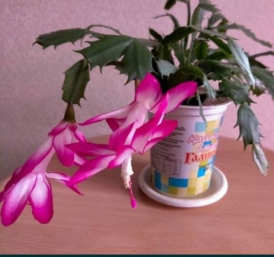 Декабрист шлюмбергера