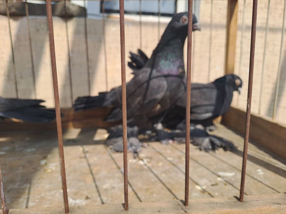 Продам голубей самки