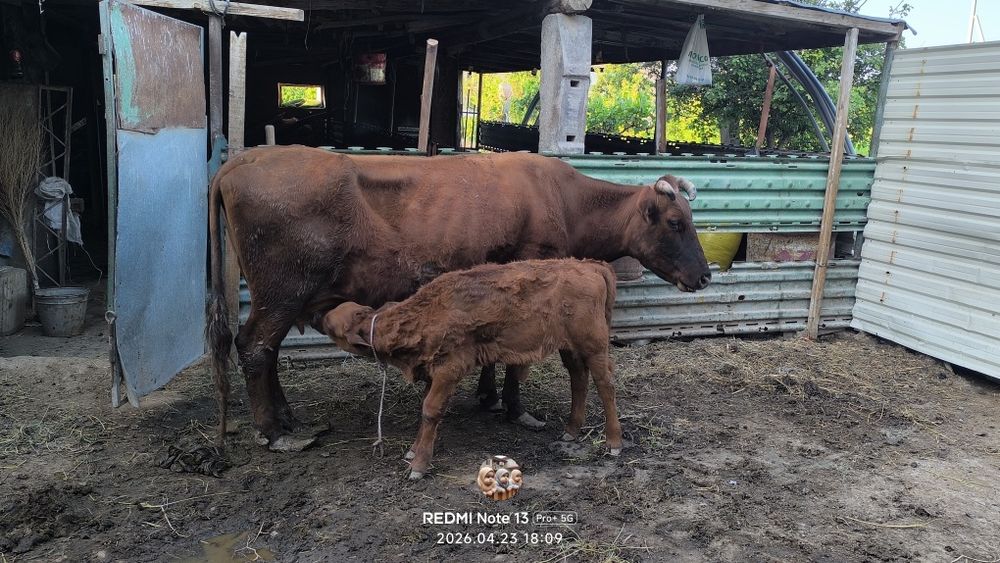 Сигирларни сотамиз келишилган ҳолда