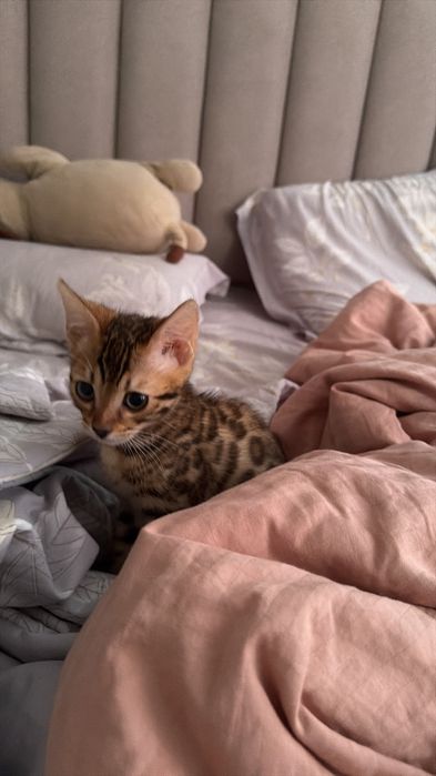 Продам кошку Бенгальскую