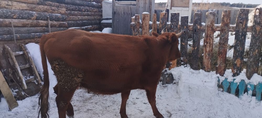 Продам карова сс