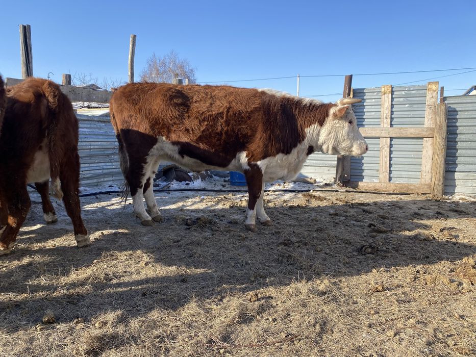 Семіз ту сыйыр килограм дап