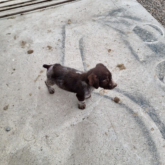 Продам щенка дратхаар