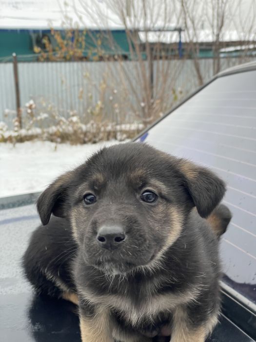 Продам щиков немецкой овчарки