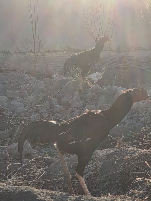 Дакан хуроз сотилади