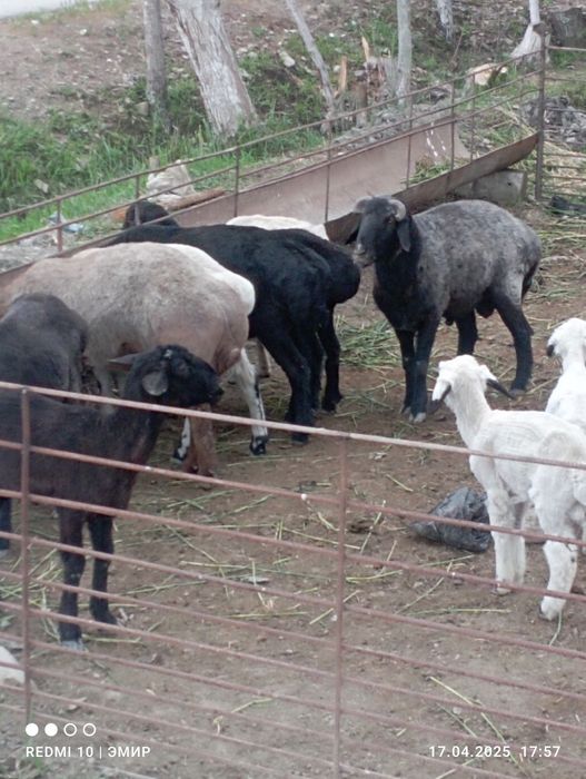 кучкорлар туй акика ва маросимлар учун