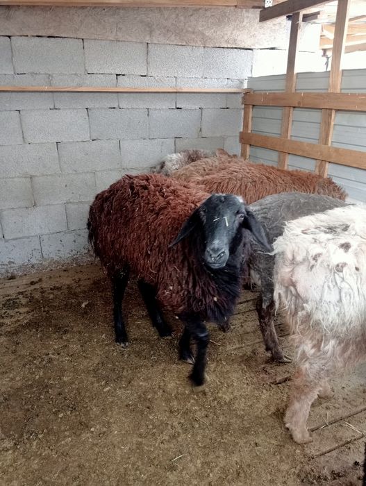 Ісек қошқар тоқтылар сатылады