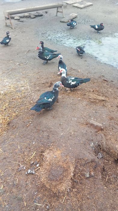 Rate mute... de anu asta