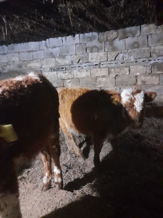 Продам бука 4 голово