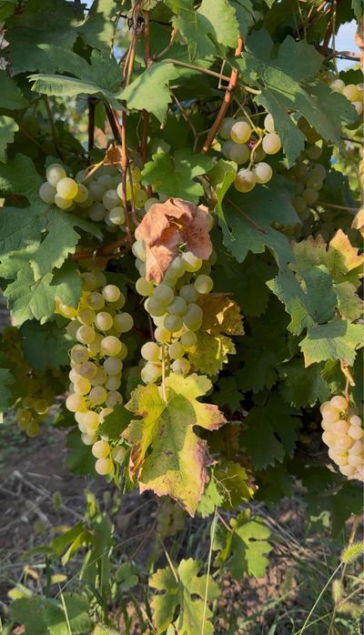 Struguri albi amestec Fetească, Chasselas, Riesling, Aligote,
